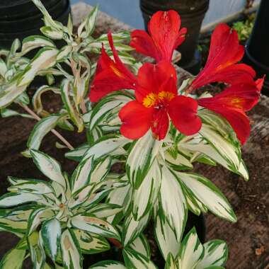 Peruvian Lily