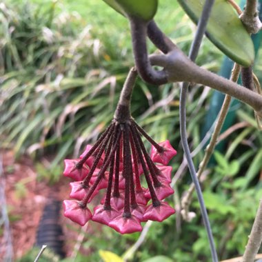 Hoya Carnosa