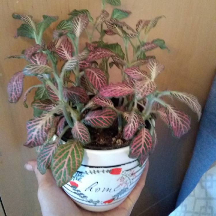 Plant image Fittonia Verschaffeltii 'Pink Angel'