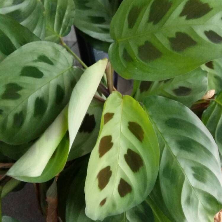 Plant image Maranta leuconeura 'Kerchoveana'