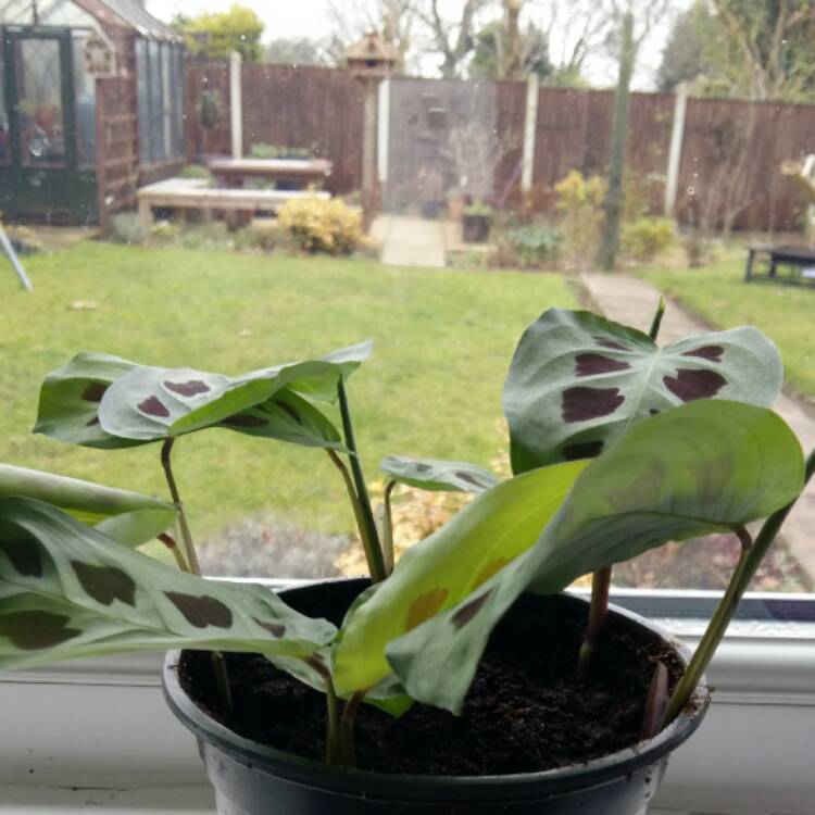 plant image 601280
