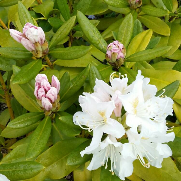 Plant image Rhododendron 'Snow Lady'