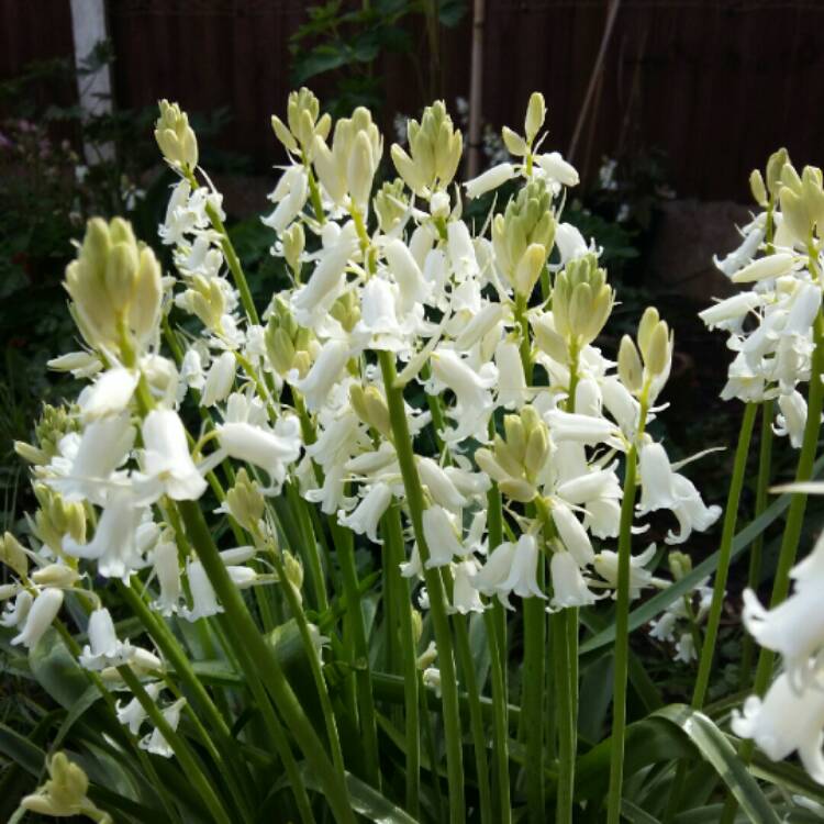 Plant image Hyacinthoides hispanica 'Alba'