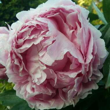 Peony 'Hermione' (Herbaceous)