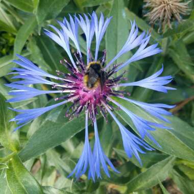 Perennial Cornflower 'Gold Bullion'