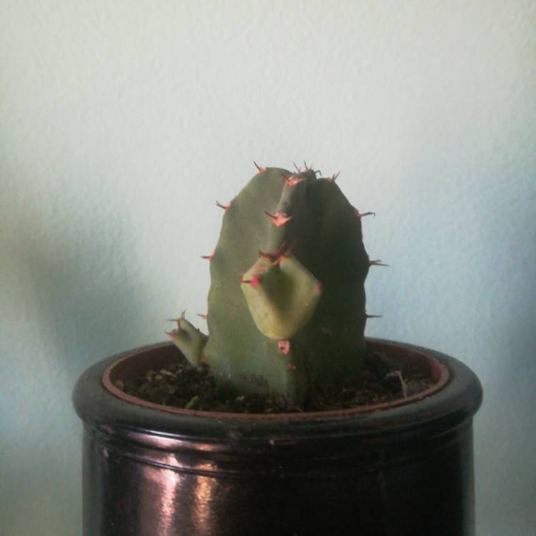 Plant image Euphorbia milii 'Lipstick'