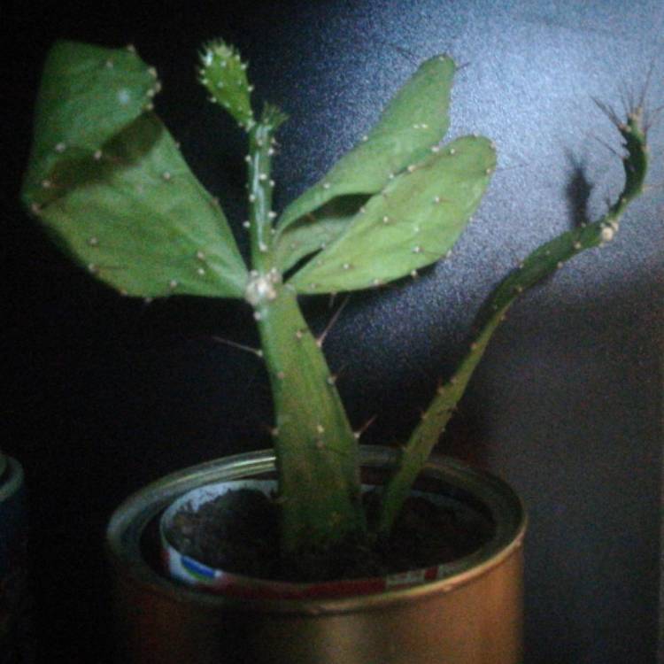 Plant image Opuntia Argentina
