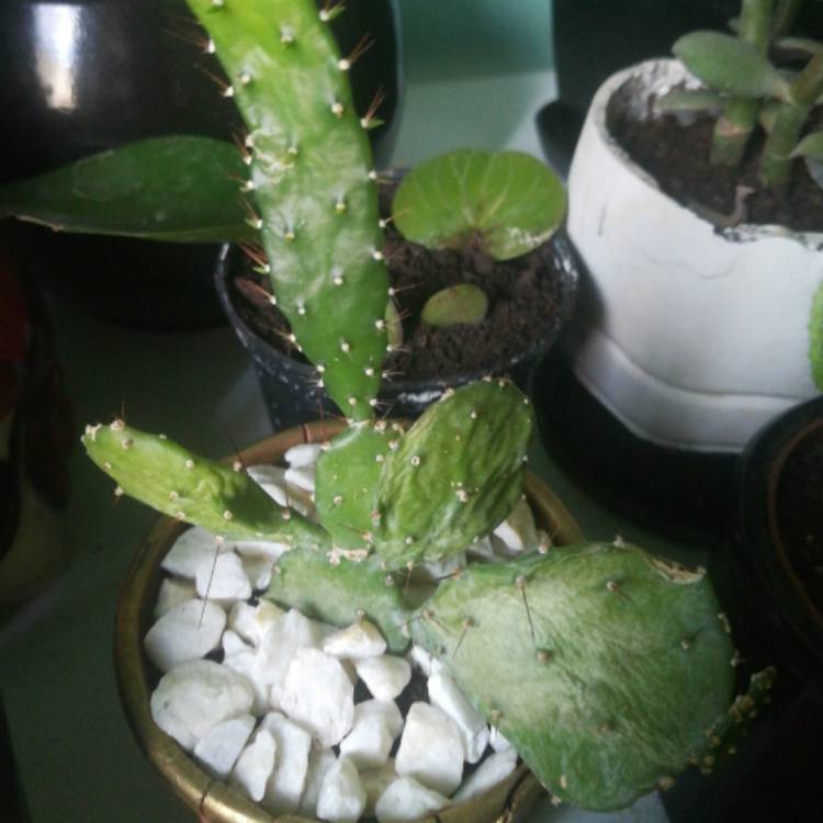 Plant image Opuntia Argentina