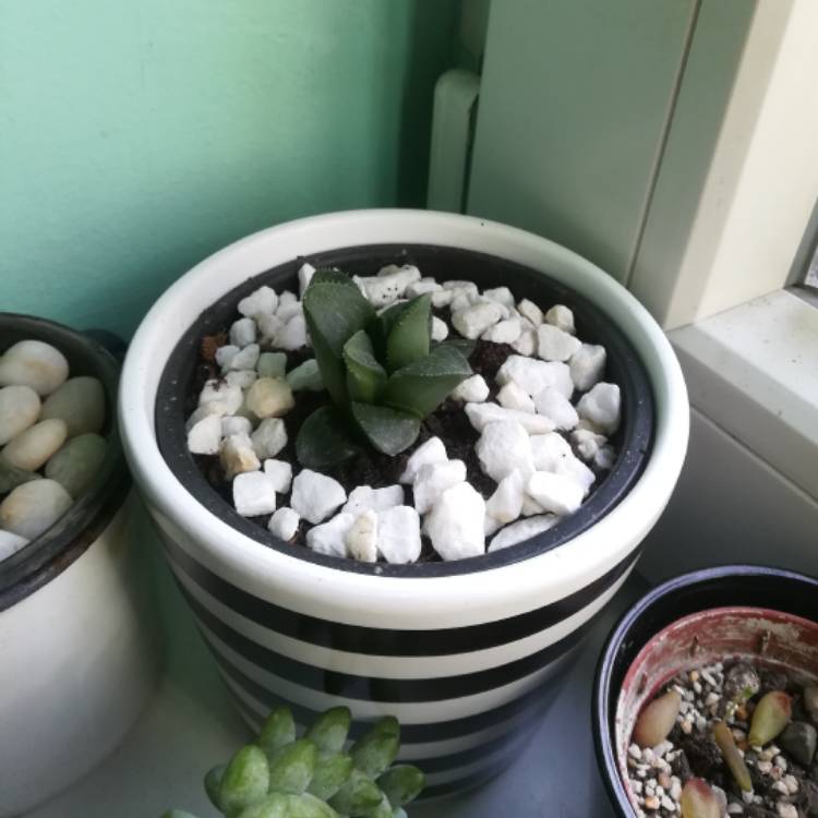 Plant image Haworthia magnifica var. Acuminata