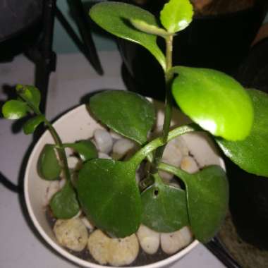 Kalanchoe 'Blossfeldiana'