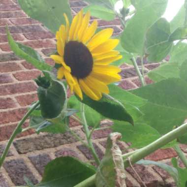 Zach's garden