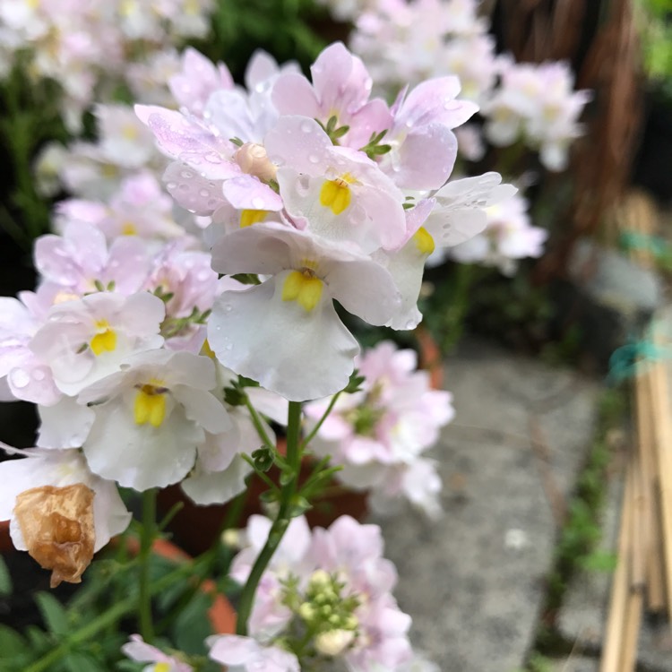 Plant image Nemesia aroma 'Banana Split'