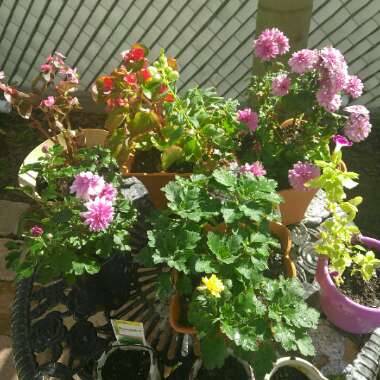 Monique's garden