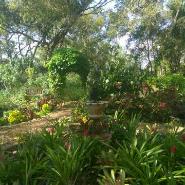Monique's garden