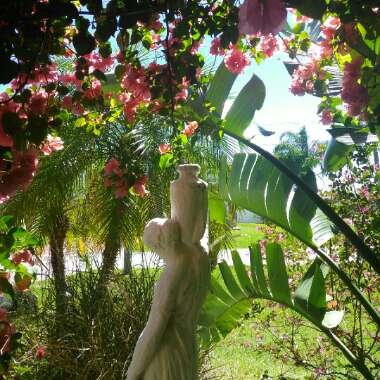 Monique's garden