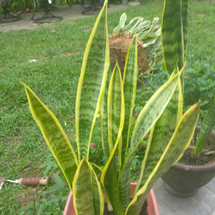 plant image 958096