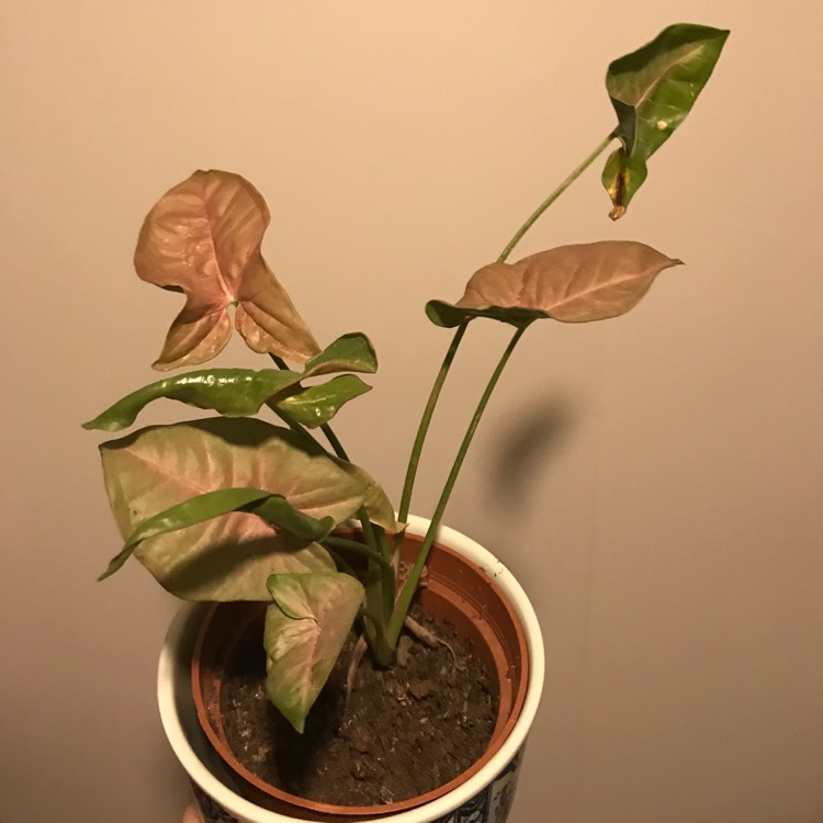 Plant image Syngonium podophyllum 'Pink Allusion'
