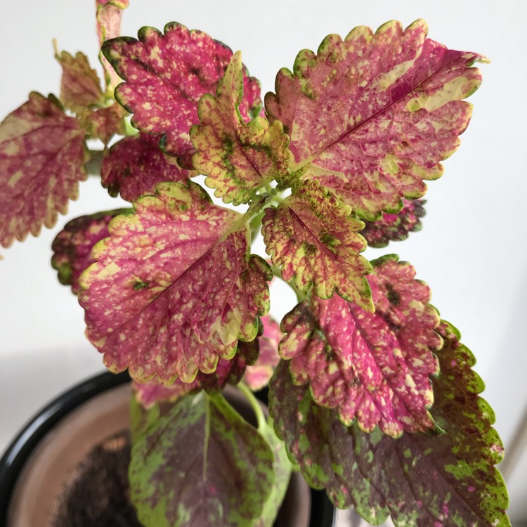 Plant image Plectranthus scutellarioides 'Pinata'