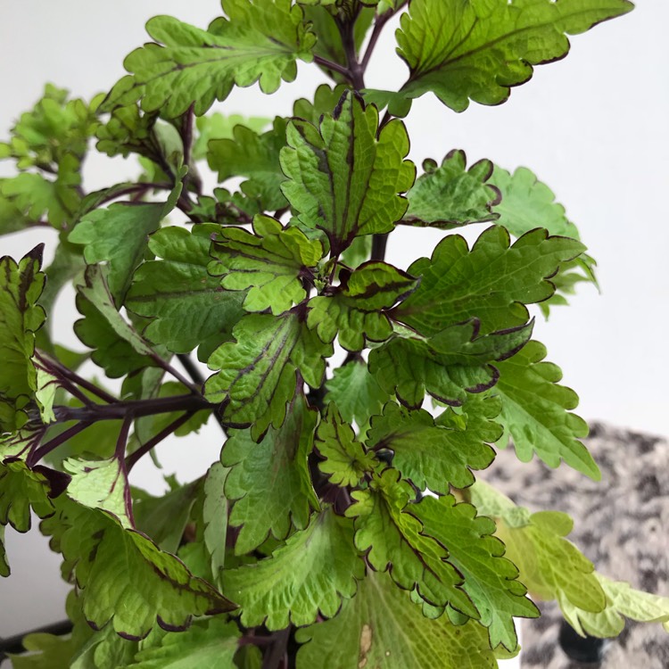 Plant image Plectranthus scutellarioides 'Mainstreet Rodeo Drive'