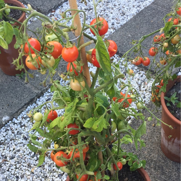 plant image 237213 plant image 237213