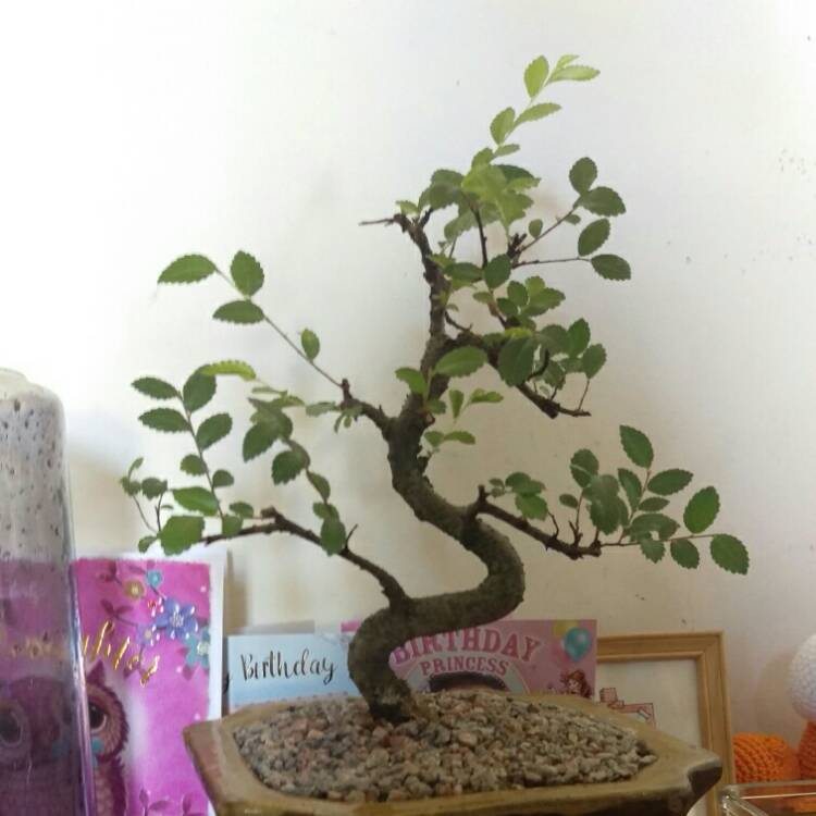 Plant image Ulmus parvifolia