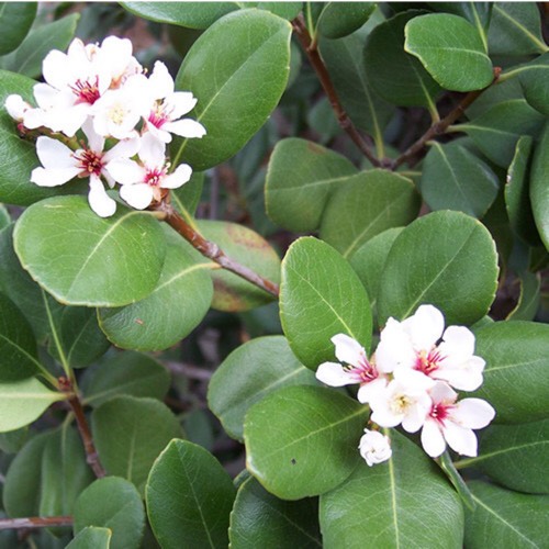 Plant image Rhaphiolepis umbellata