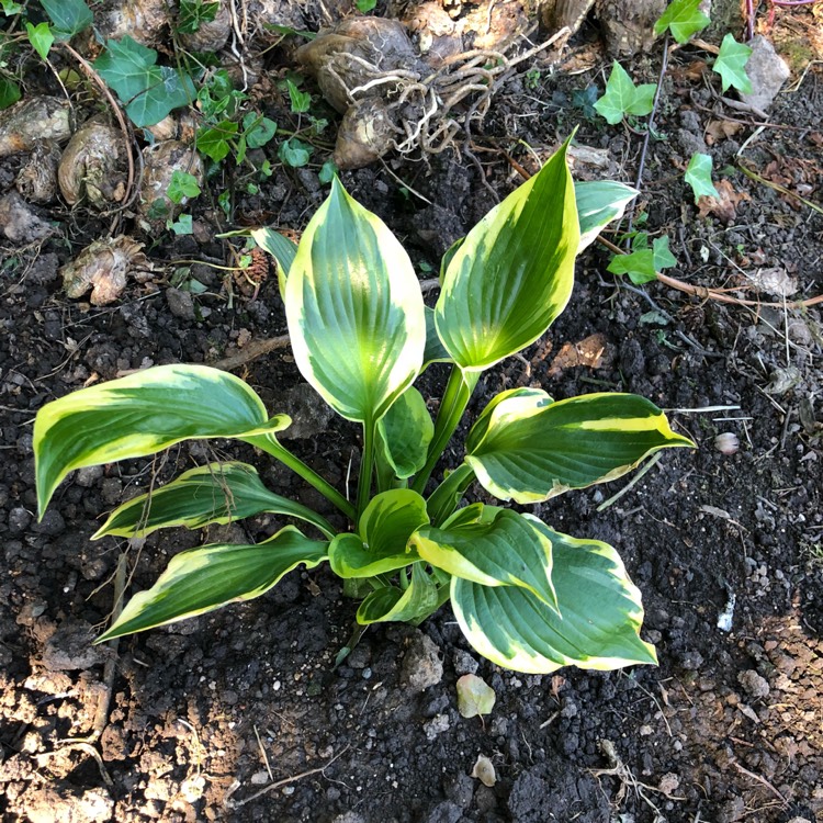 Plant image Hosta 'Twilight'