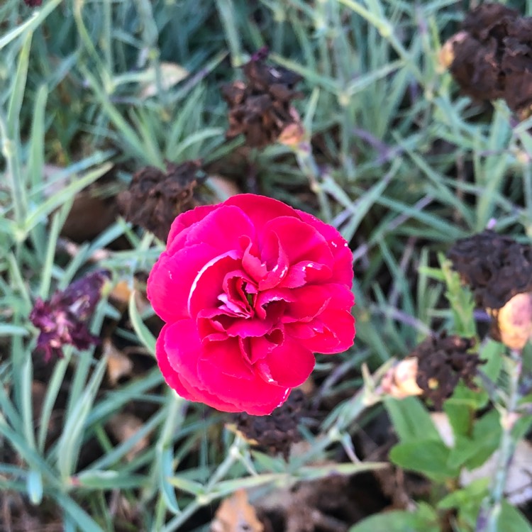 Plant image Dianthus plumarius 'Diane'