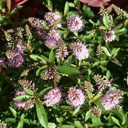 Plant image Hebe 'Nicola's Blush'
