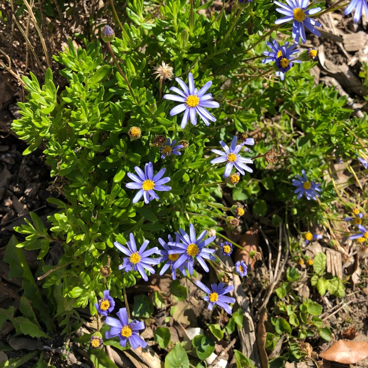 Plant image Brachyscome iberidifolia