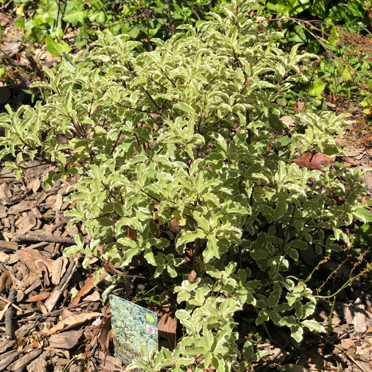 Plant image Pittosporum tenuifolium 'Variegatum'