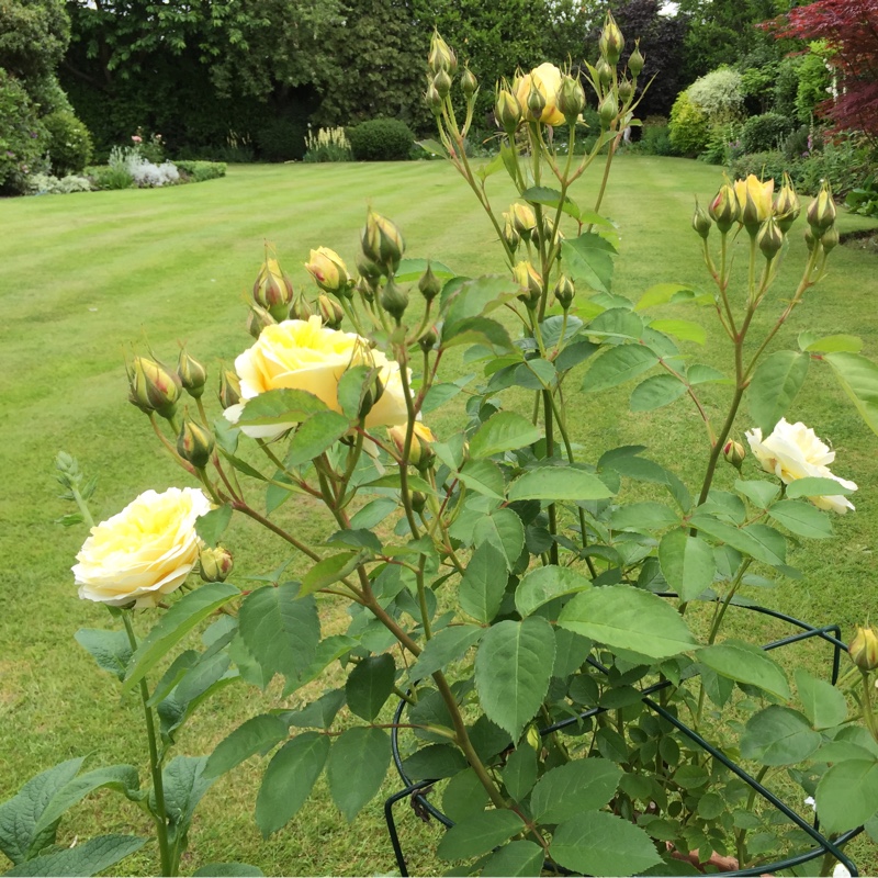 plant image 107595 plant image 107595