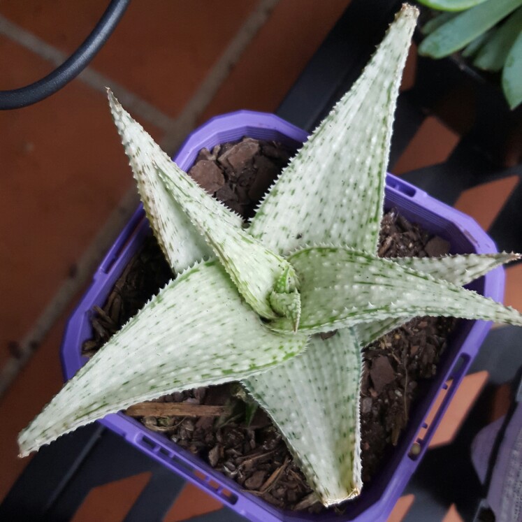 Plant image Aloe Morgan's hybrid