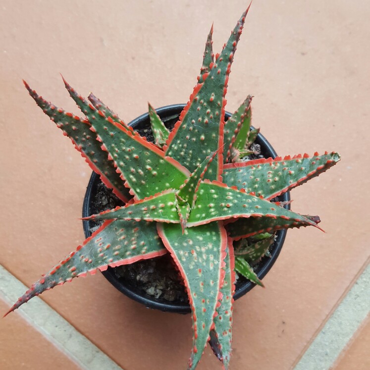 Plant image Aloe 'Christmas Carol'