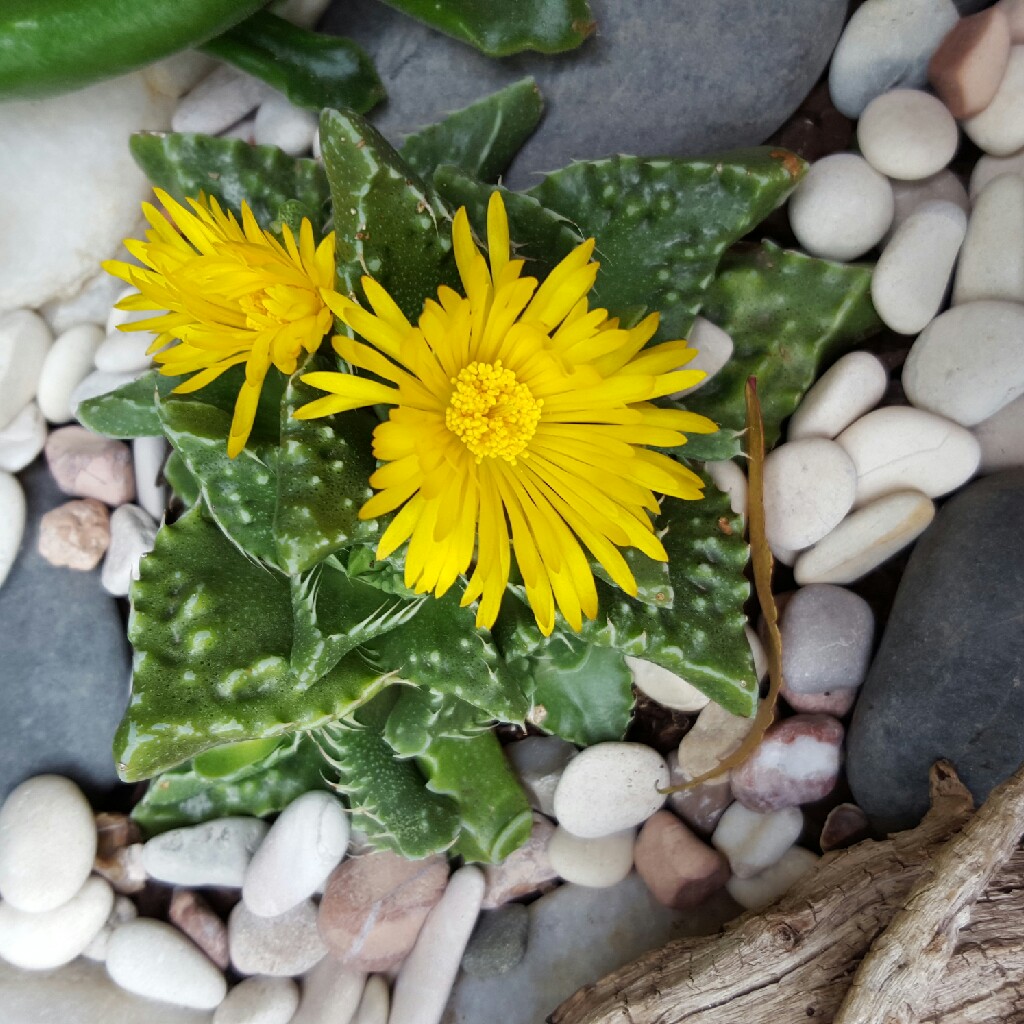 Plant image Faucaria felina ssp. tuberculosa