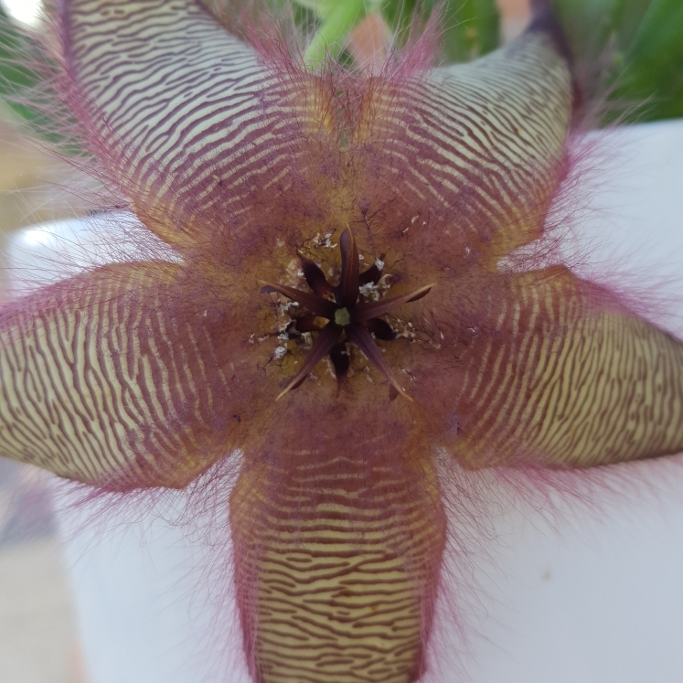 plant image 647126