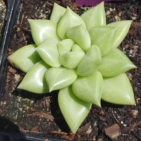 Plant image Echeveria J.C. Van Keppel