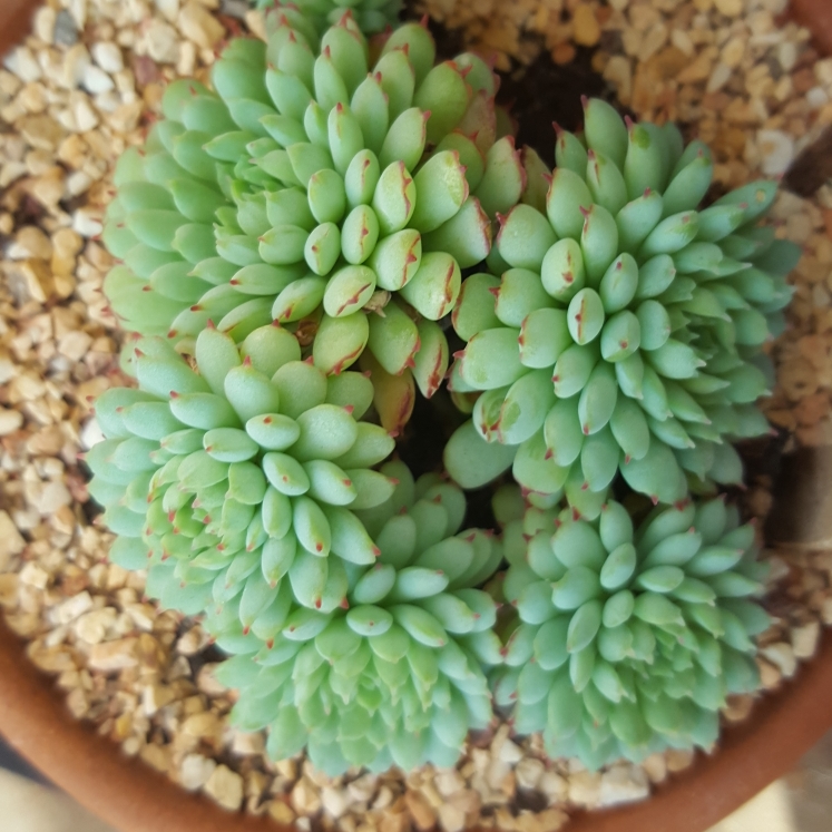 Plant image Echeveria Vincent Catto