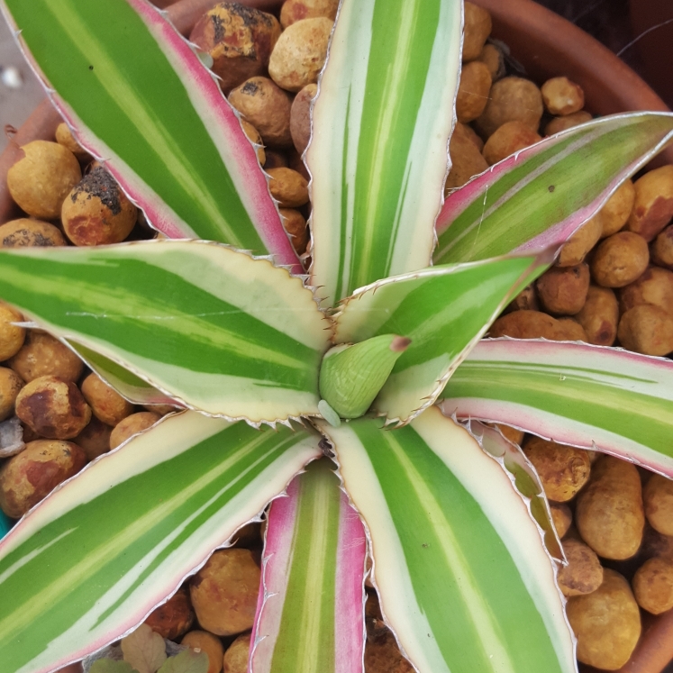 Plant image Agave lopthana 'Quadricolour'