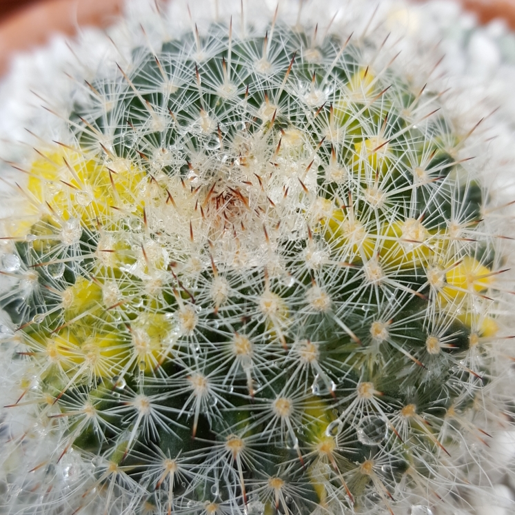 plant image 656630