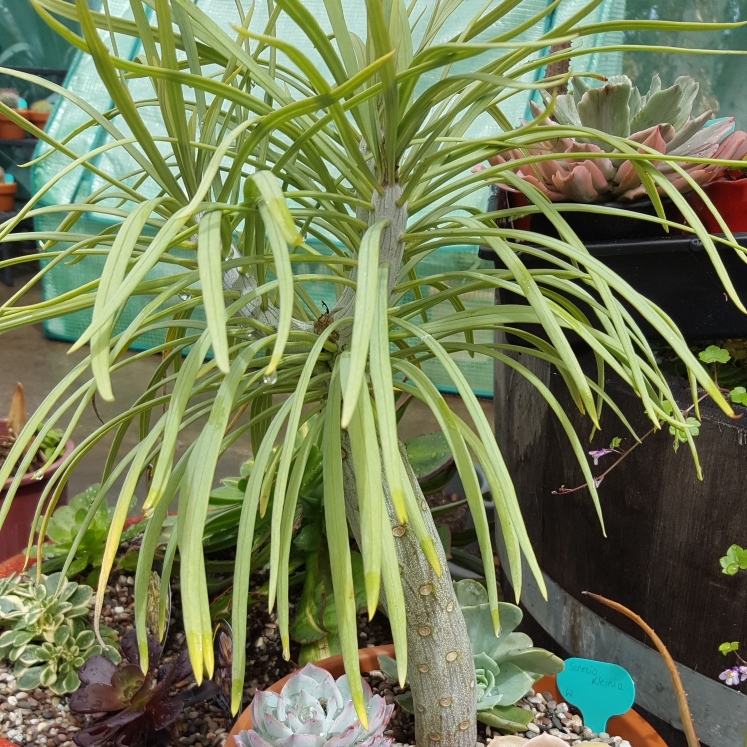 plant image 656640