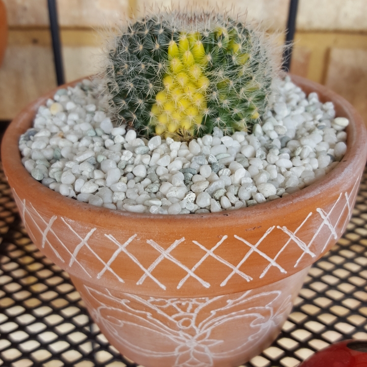 plant image 656665