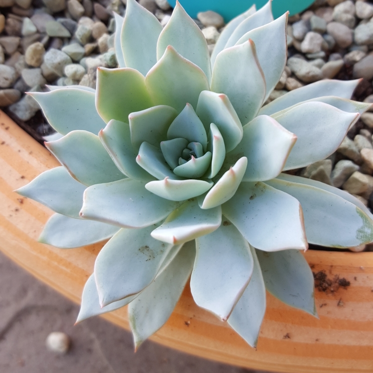 Plant image Echeveria Desmetiana v. Peacocki