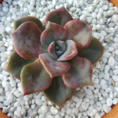 Pachyveria 'Gypsy'