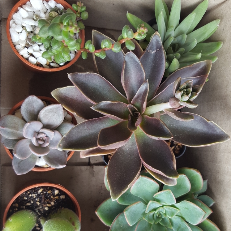 Plant image Echeveria Racemosa fa. Ballad