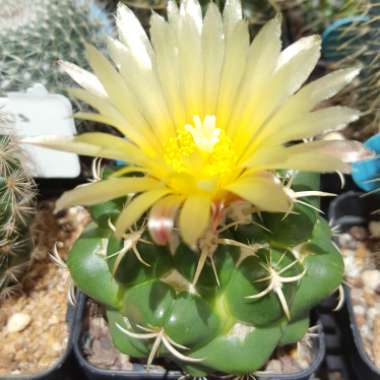 Chin Cactus
