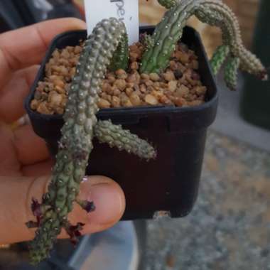 Echidnopsis sharpei