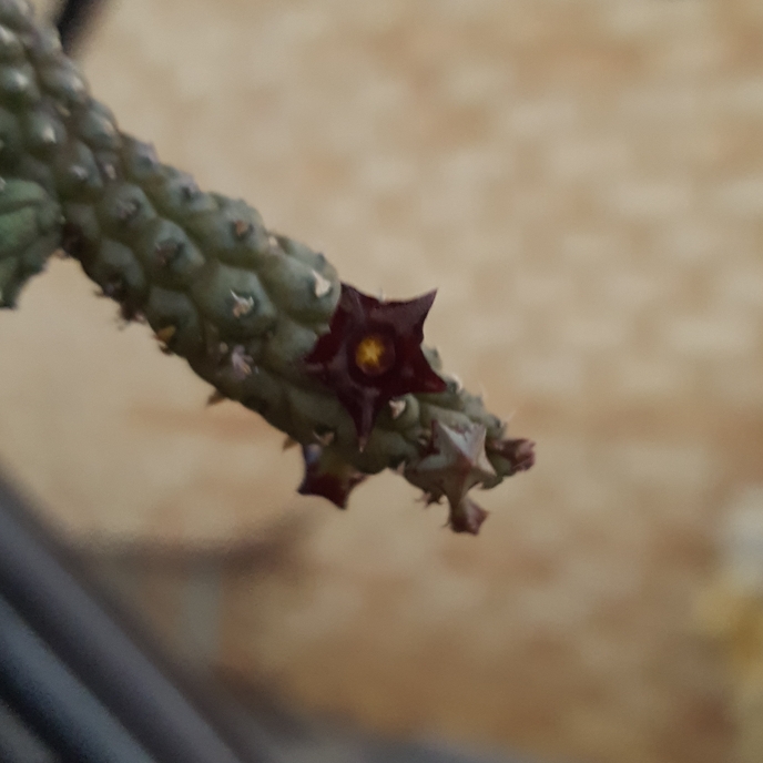 plant image 670646