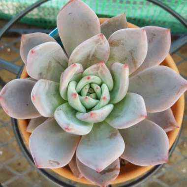 Echeveria 'Opalina x Romeo'