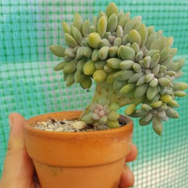 Echeveria